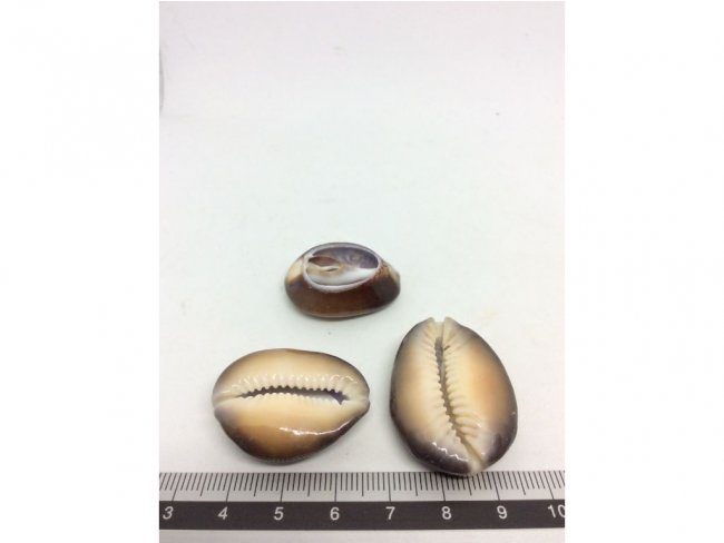 3 very big cowrie shells sliced